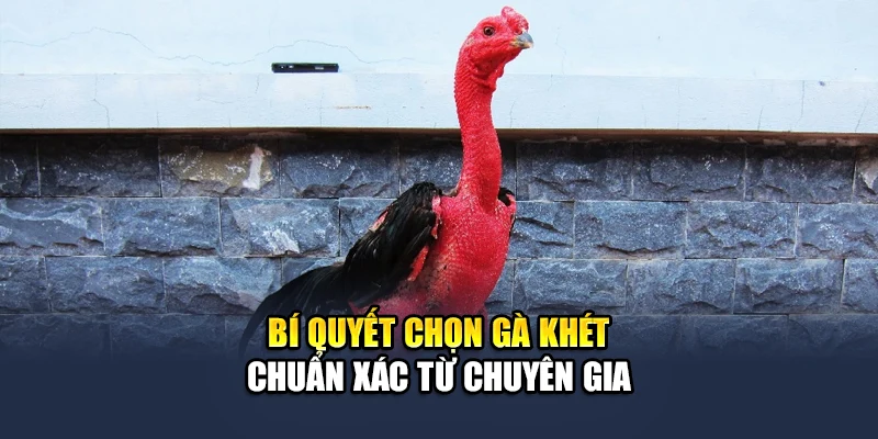 Khám Phá Thông Tin Về Gà Khét Chiến Đấu Đỉnh Cao Cùng QH88 3 Bí quyết chọn gà khét chuẩn xác từ chuyên gia