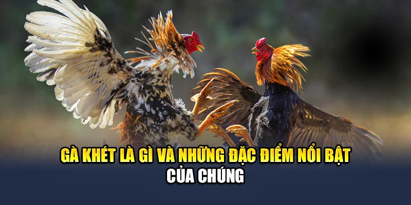 Khám Phá Thông Tin Về Gà Khét Chiến Đấu Đỉnh Cao Cùng QH88 1 Gà khét là gì và những đặc điểm nổi bật của chúng