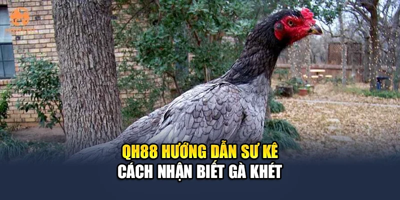 Khám Phá Thông Tin Về Gà Khét Chiến Đấu Đỉnh Cao Cùng QH88 2 QH88 hướng dẫn sư kê cách nhận biết gà khét